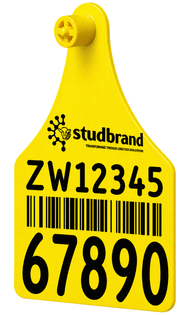 A yellow Studbrand ear tag printed with a large management number and barcode